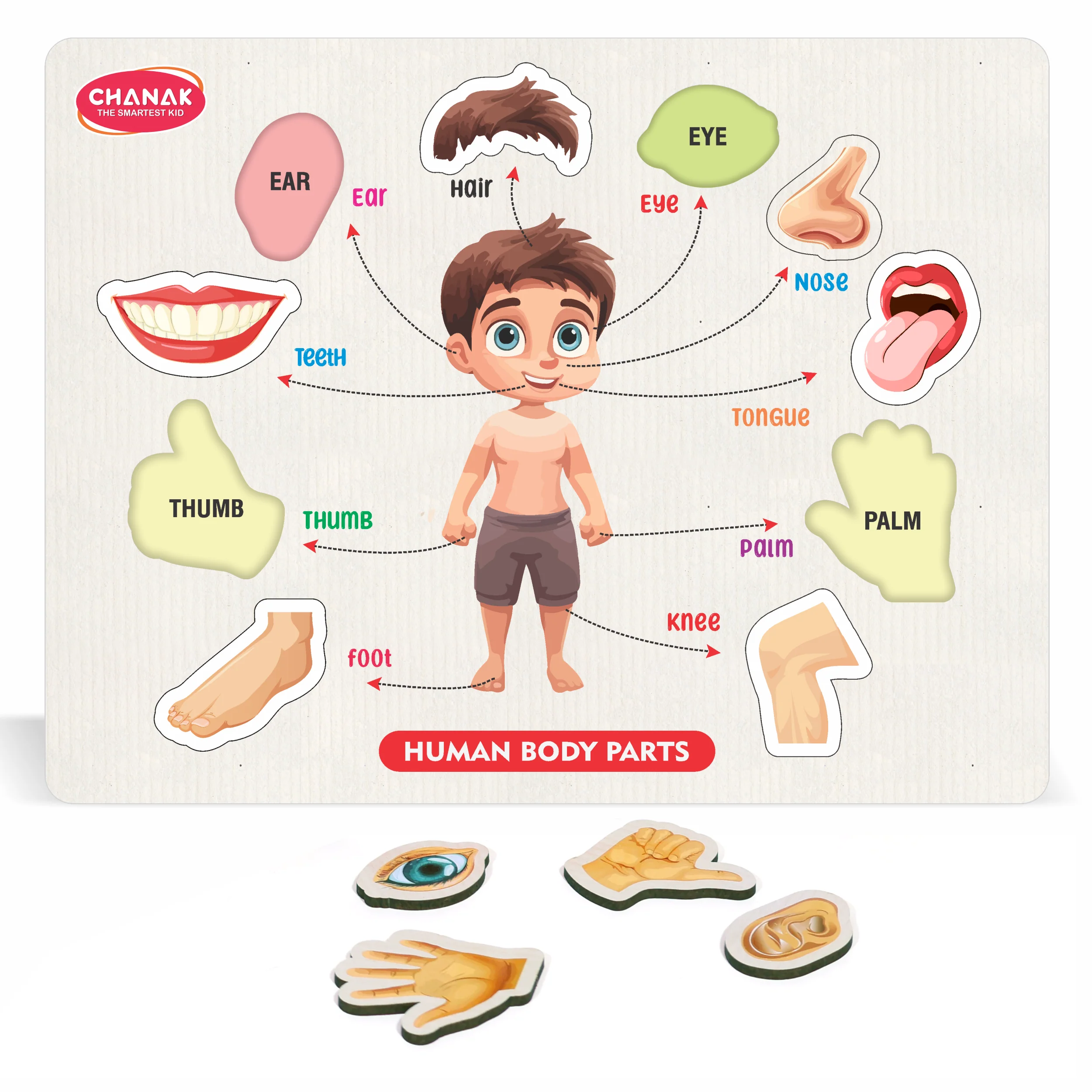 Chanak Wooden Human Body Parts Puzzle for Kids 2+ Years | 10 Pc Montessori Anatomy Learning Board – BIS Approved