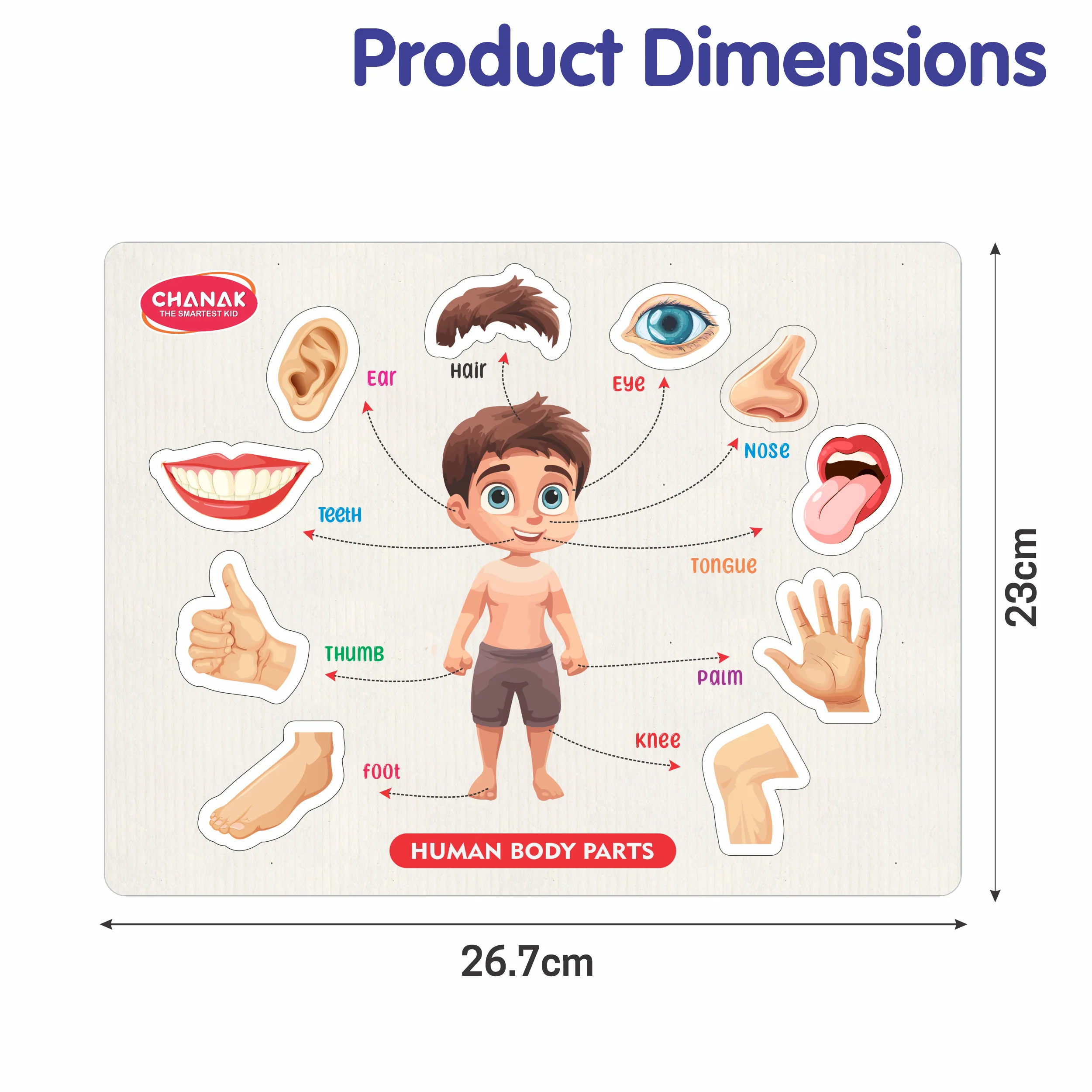 Chanak Wooden Human Body Parts Puzzle for Kids 2+ Years | 10 Pc Montessori Anatomy Learning Board – BIS Approved - Image 2