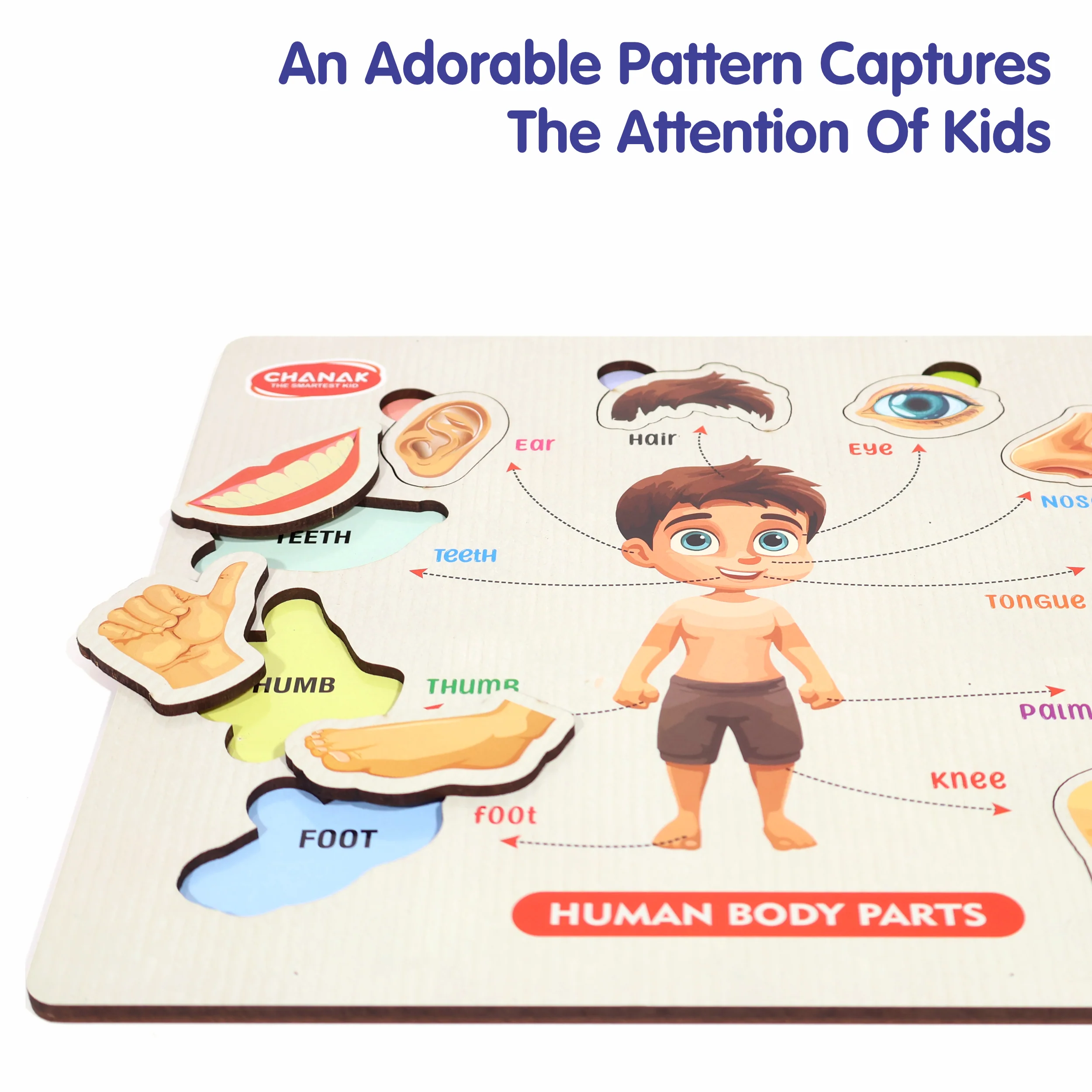 Chanak Wooden Human Body Parts Puzzle for Kids 2+ Years | 10 Pc Montessori Anatomy Learning Board – BIS Approved - Image 3